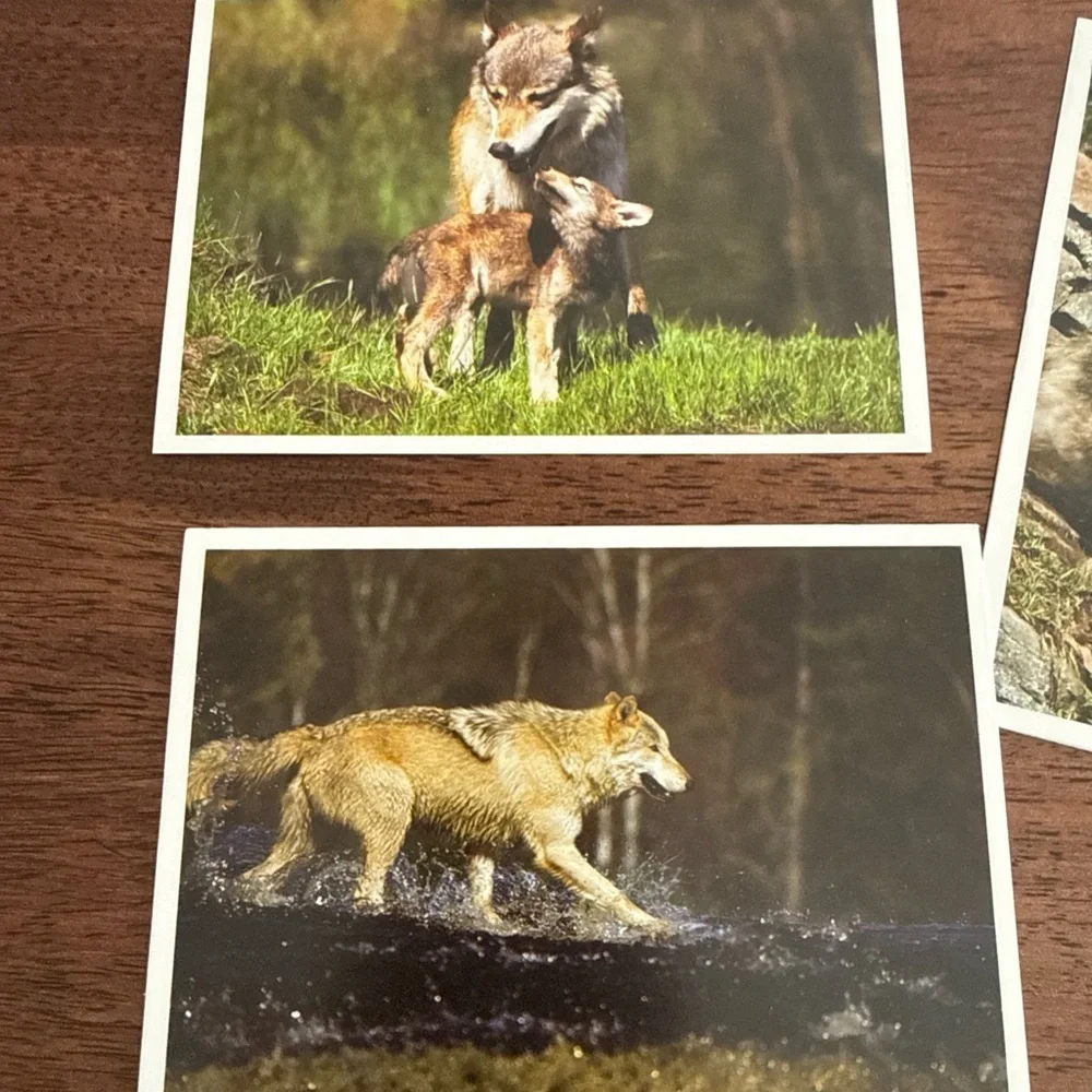 Lot of 4 blank note cards with pictures of wolves
